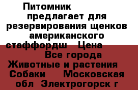 Питомник KURAT GRAD предлагает для резервирования щенков американского стаффордш › Цена ­ 25 000 - Все города Животные и растения » Собаки   . Московская обл.,Электрогорск г.